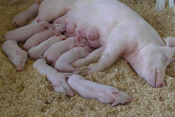 母猪保胎需打几支黄体酮,需要打3支黄体酮