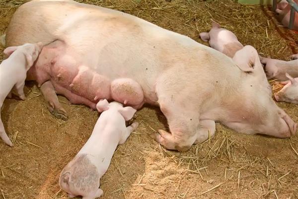母猪保胎需打几支黄体酮,需要打3支黄体酮