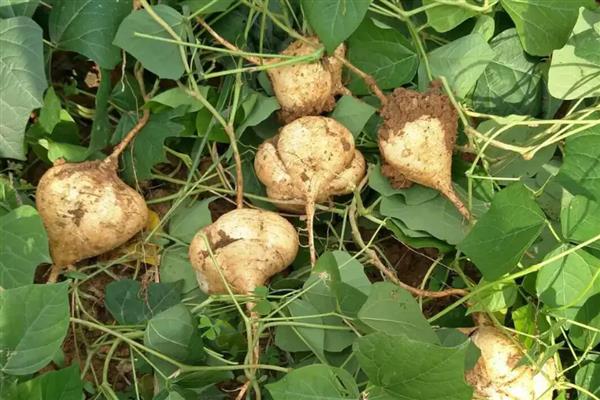 谷雨前后适合种什么农作物,推荐凉薯、棉花等