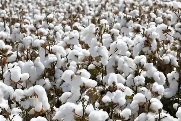 谷雨前后适合种什么农作物,推荐凉薯、棉花等