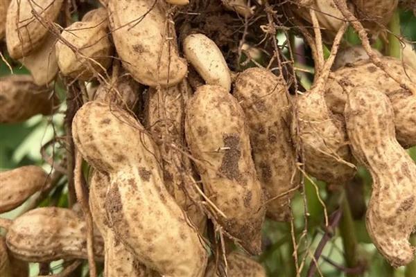 谷雨前后适合种什么农作物,推荐凉薯、棉花等