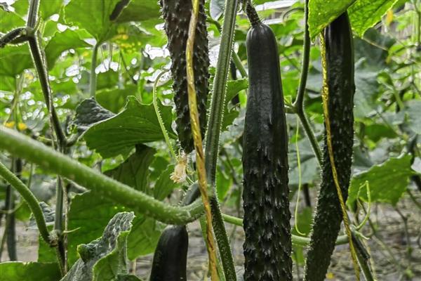 谷雨前后适合种什么农作物,推荐凉薯、棉花等