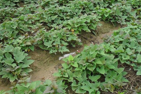 谷雨前后适合种什么农作物,推荐凉薯、棉花等