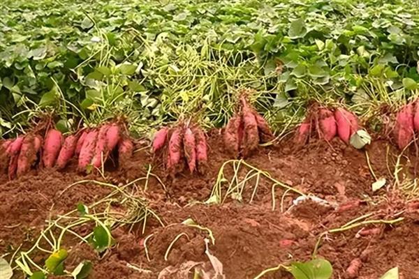 谷雨前后适合种什么农作物,推荐凉薯、棉花等