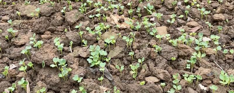 哪些因素会影响种子出苗，未合理整地、施肥、使用除草剂等都会造成出苗困难