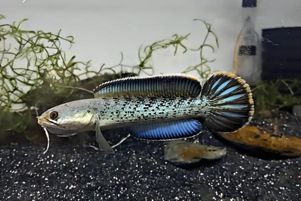 雷龙鱼混养注意事项,要保证食物充足