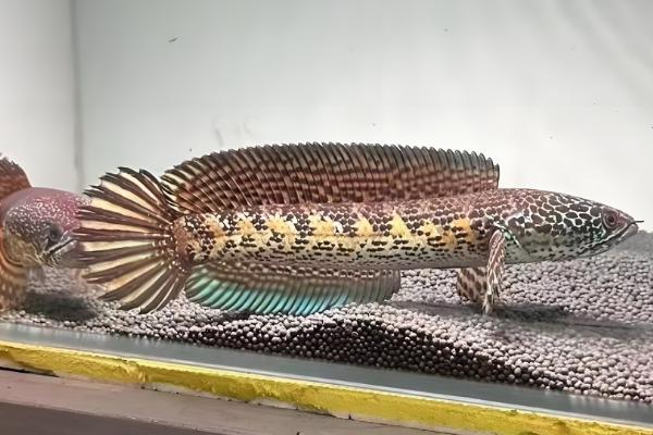 雷龙鱼混养注意事项,要保证食物充足