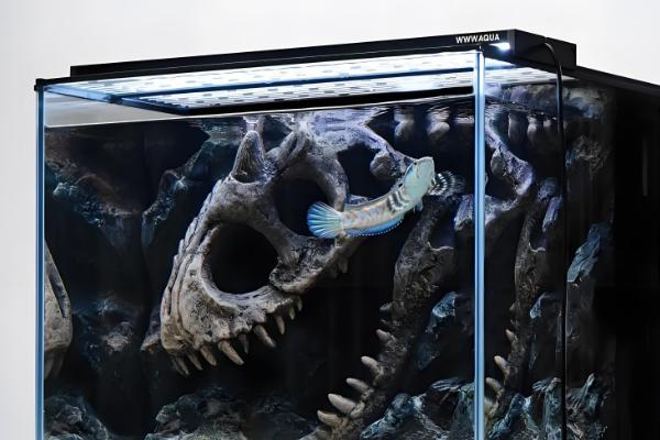 雷龙鱼混养注意事项,要保证食物充足