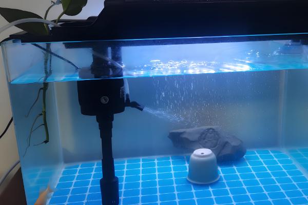 雷龙鱼混养注意事项,要保证食物充足