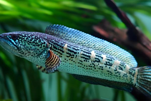 雷龙鱼混养注意事项,要保证食物充足