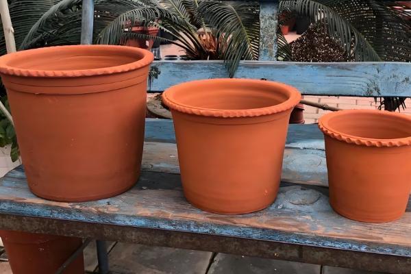 盆栽马蹄莲怎么养殖，平时让土壤保持湿润