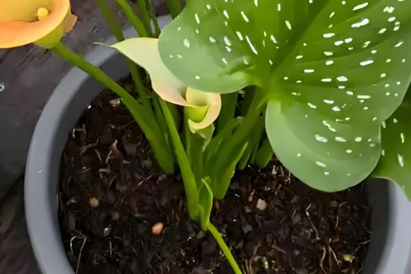 盆栽马蹄莲怎么养殖，平时让土壤保持湿润