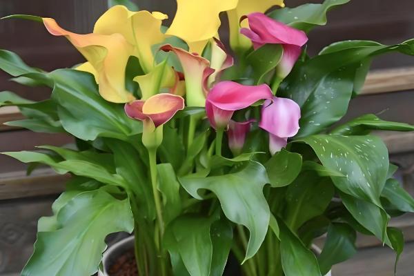 盆栽马蹄莲怎么养殖，平时让土壤保持湿润