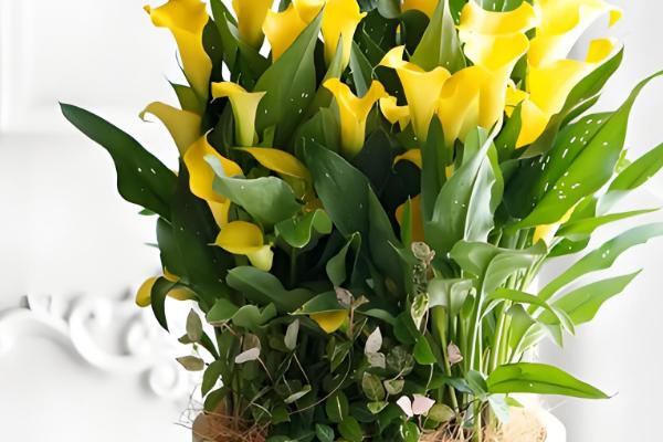 盆栽马蹄莲怎么养殖，平时让土壤保持湿润