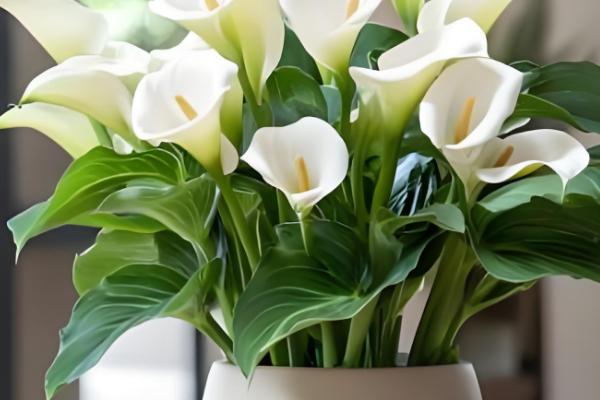 盆栽马蹄莲怎么养殖，平时让土壤保持湿润