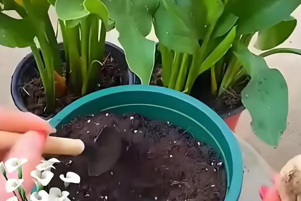 盆栽马蹄莲怎么养殖，平时让土壤保持湿润