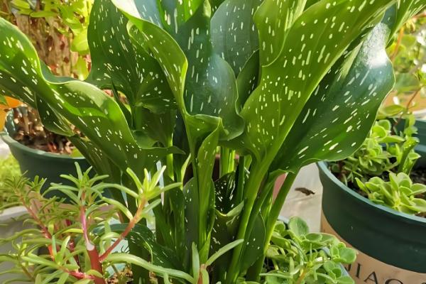 盆栽马蹄莲怎么养殖，平时让土壤保持湿润