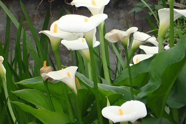 盆栽马蹄莲怎么养殖，平时让土壤保持湿润