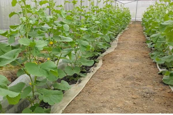 哈密瓜的种植时间，新疆地区适合在1-2月份、8月份播种