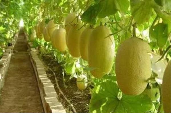 哈密瓜的种植时间，新疆地区适合在1-2月份、8月份播种