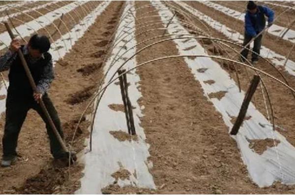 哈密瓜的种植时间，新疆地区适合在1-2月份、8月份播种