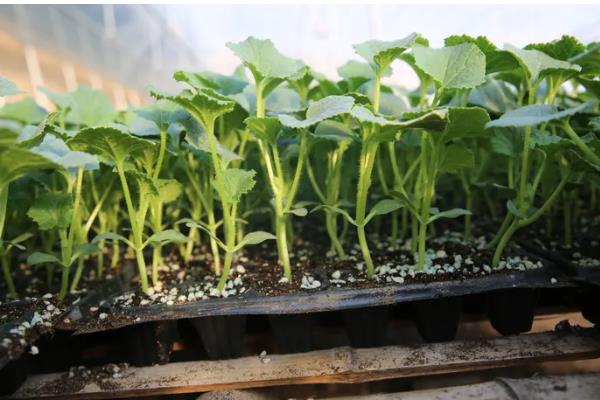 哈密瓜的种植时间，新疆地区适合在1-2月份、8月份播种
