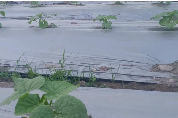 哈密瓜的种植时间，新疆地区适合在1-2月份、8月份播种