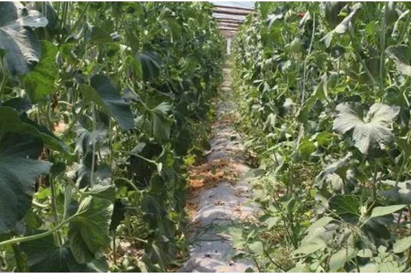 哈密瓜的种植时间，新疆地区适合在1-2月份、8月份播种