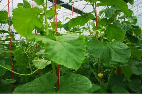 哈密瓜的种植时间，新疆地区适合在1-2月份、8月份播种