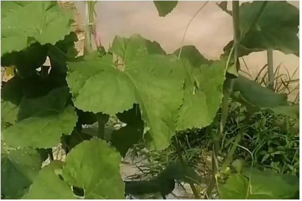 哈密瓜的种植时间，新疆地区适合在1-2月份、8月份播种