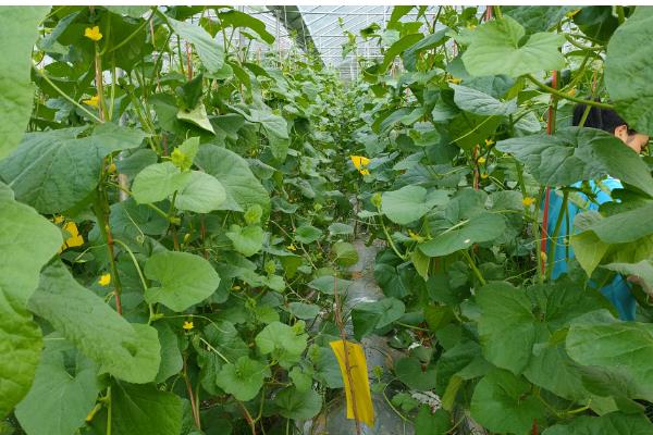 哈密瓜的种植时间，新疆地区适合在1-2月份、8月份播种