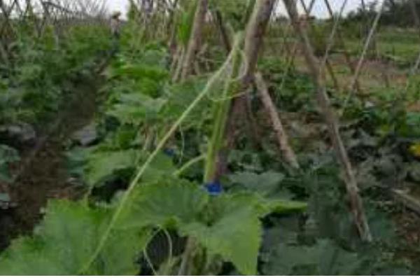 哈密瓜的种植时间，新疆地区适合在1-2月份、8月份播种