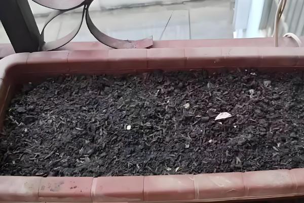 五色苋的繁殖方法，可播种也可扦插繁殖