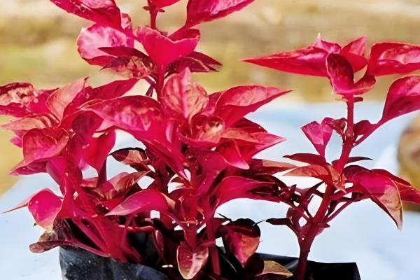 五色苋的繁殖方法，可播种也可扦插繁殖