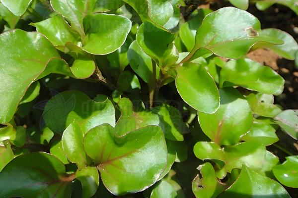 五色苋的繁殖方法，可播种也可扦插繁殖