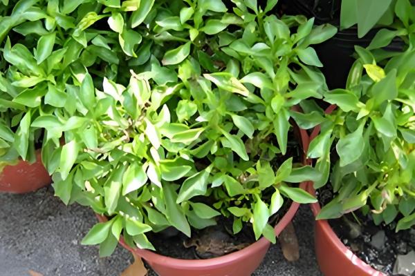 五色苋的繁殖方法，可播种也可扦插繁殖