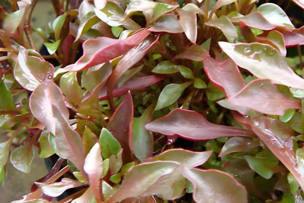 五色苋的繁殖方法，可播种也可扦插繁殖