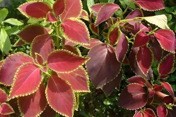 五色苋的繁殖方法，可播种也可扦插繁殖