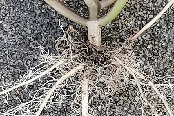 五色苋的繁殖方法，可播种也可扦插繁殖