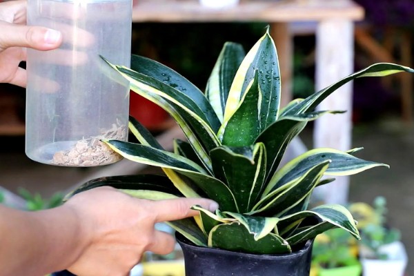 虎皮兰施什么肥,以氮肥为主略含磷钾元素