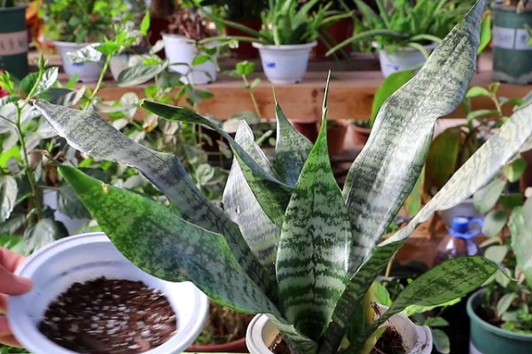 虎皮兰施什么肥,以氮肥为主略含磷钾元素