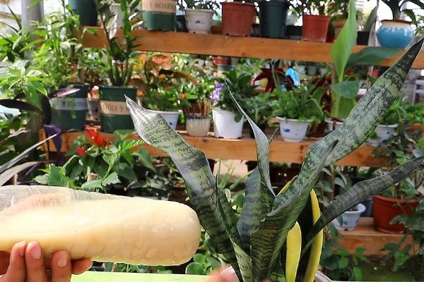 虎皮兰施什么肥,以氮肥为主略含磷钾元素