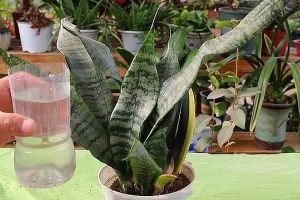 虎皮兰施什么肥,以氮肥为主略含磷钾元素