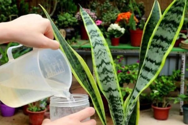 虎皮兰施什么肥,以氮肥为主略含磷钾元素