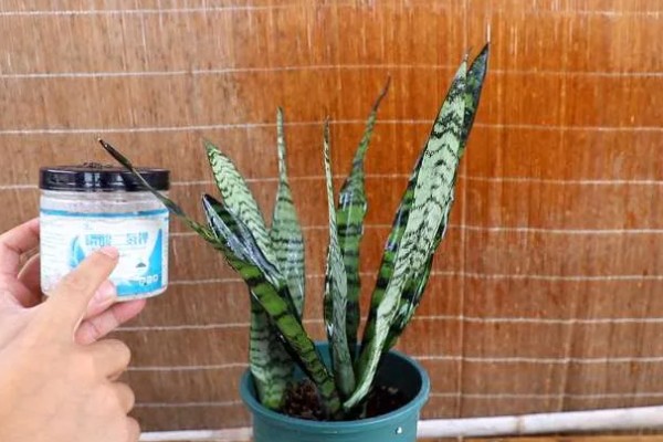 虎皮兰施什么肥,以氮肥为主略含磷钾元素