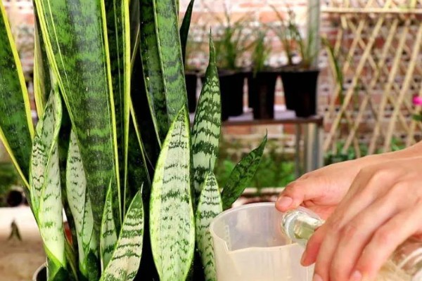 虎皮兰施什么肥,以氮肥为主略含磷钾元素