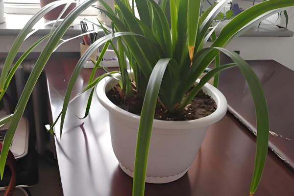种两年的鸢尾花为何没有开放,可能是缺光、土壤不适等原因所致