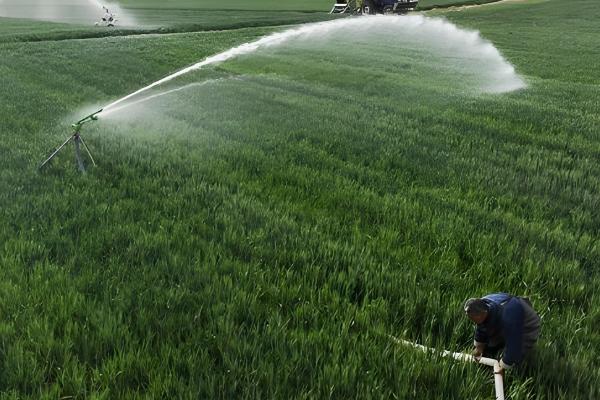 旱地小麦产量怎么提高,要尽可能多施有机肥