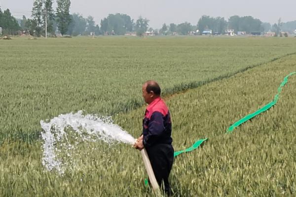 旱地小麦产量怎么提高,要尽可能多施有机肥