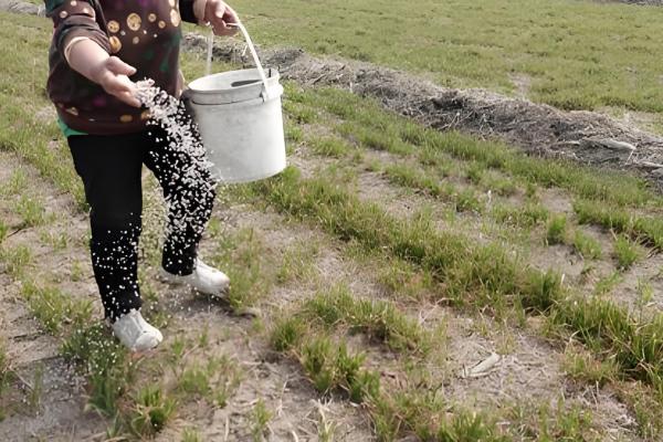 旱地小麦产量怎么提高,要尽可能多施有机肥